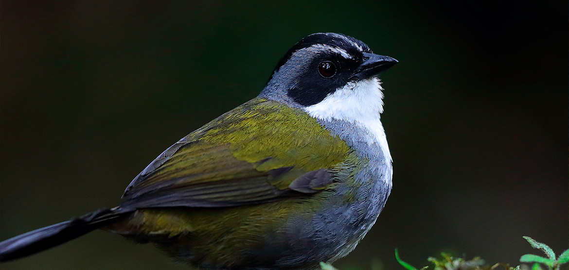 slider-colombia